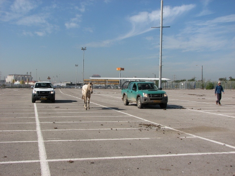 פקחי מינהל מקרקעי ישראל מפנים את הסוסים מחוות הסוסים הפיראטית בצפון בני ברק(צילום:מנהל מקרקעי ישראל)